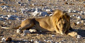 etosha en namibie